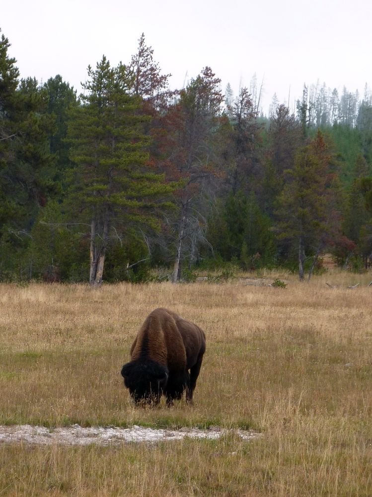 Yellowstone (61).JPG